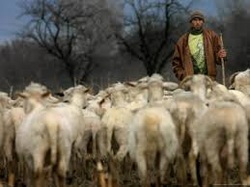 Nabal and his sheep